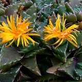 Faucaria acutipetala